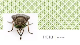 THE FLY