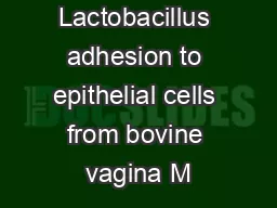 Lactobacillus adhesion to epithelial cells from bovine vagina M