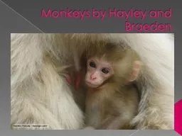 Monkeys by Hayley and Braeden