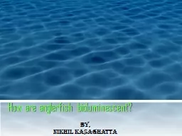 How are anglerfish bioluminescent?