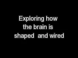 Exploring how the brain is shaped  and wired