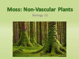 Moss: Non-Vascular Plants