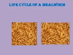 Life cycle of a Mealworm