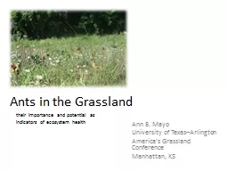 Ants in the Grassland