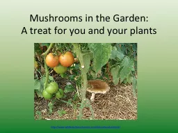 Mushrooms in the Garden: