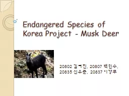 Endangered Species of Korea Project - Musk Deer