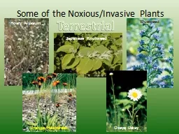 Some of the Noxious/Invasive Plants