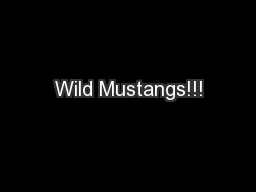 Wild Mustangs!!!