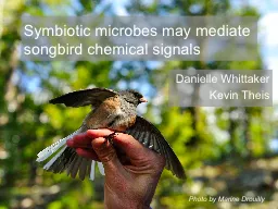 Symbiotic microbes may mediate songbird chemical signals