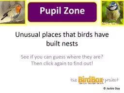 Unusual places that birds have built nests