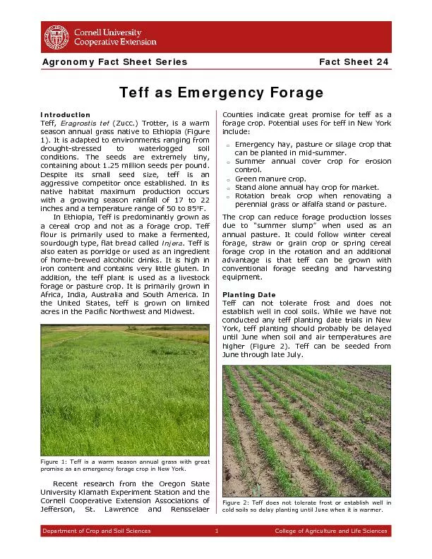 Teff as Emergency Forage Agronomy Fact Sheet Series