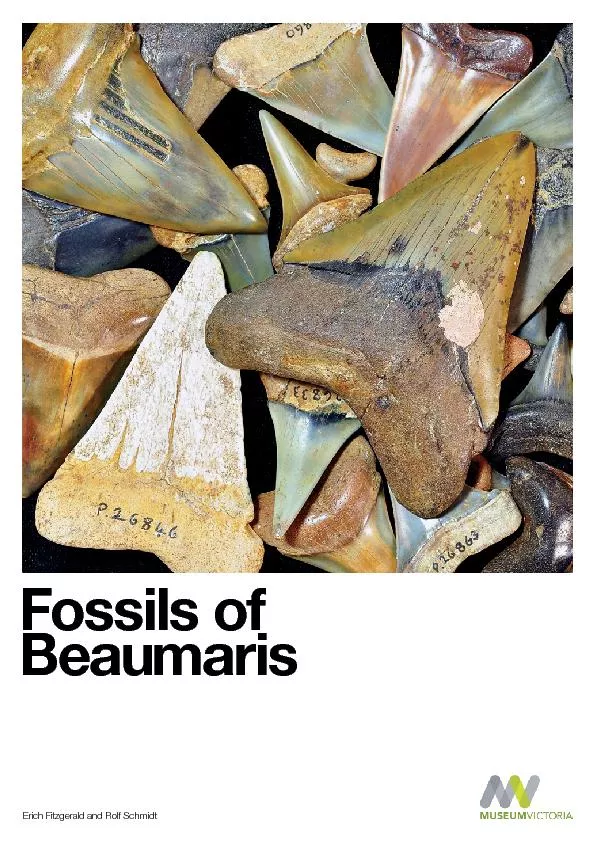 Fossils of Beaumaris