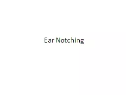 Ear  Notching