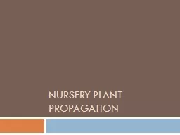 Nursery plant Propagation