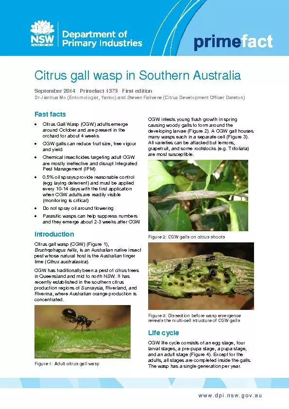 Citrus gall wasp in Southern AustraliaSeptember2014  Primefact 1373Fir