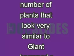 There are a number of plants that look very similar to Giant hogweed s