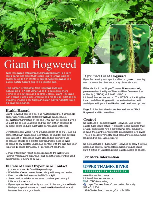 Giant Hogweed can be a serious health hazard for humans. Its clear, wa
