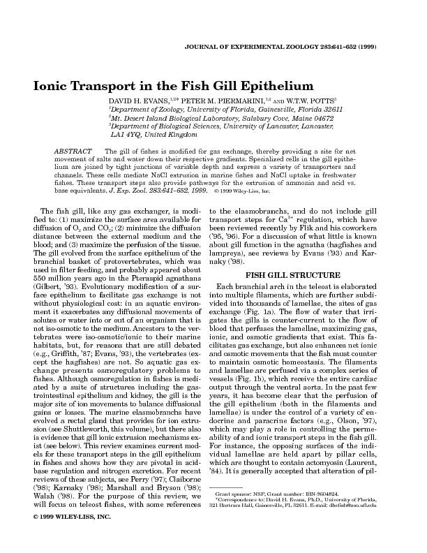 JOURNAL OF EXPERIMENTAL ZOOLOGY 283:641–652 (1999)