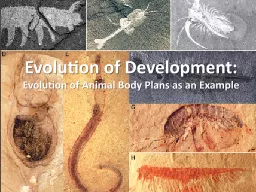 Evolution of Development: