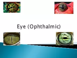 Eye (Ophthalmic)
