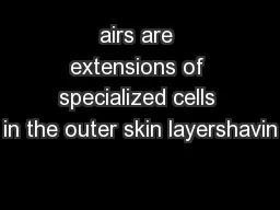 airs are extensions of specialized cells in the outer skin layershavin