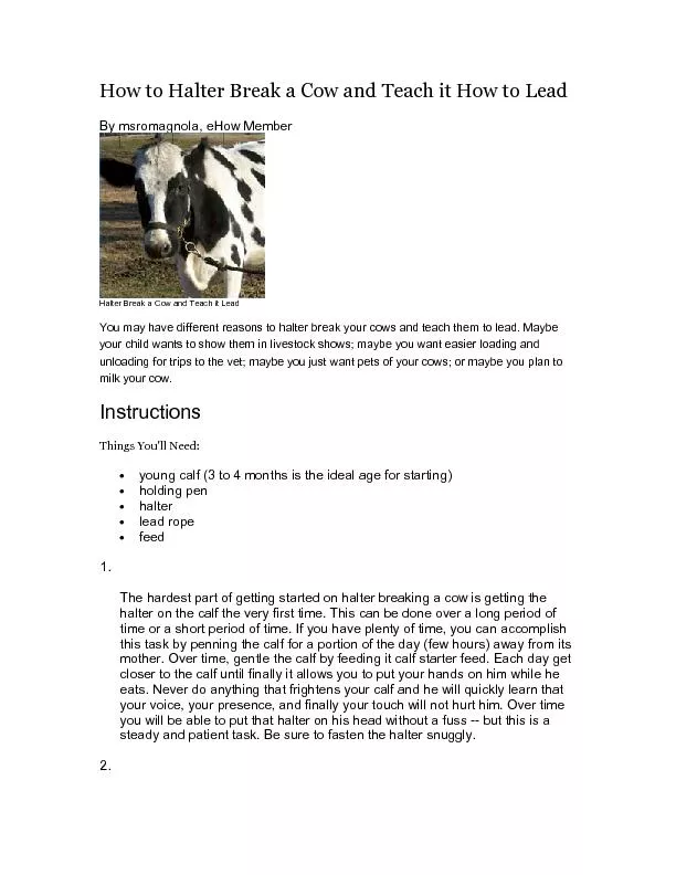How to Halter Break a Cow and Teach it How to Lead By msromagnola, eHo