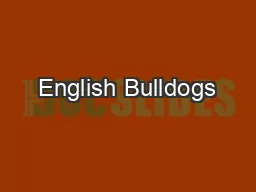 English Bulldogs