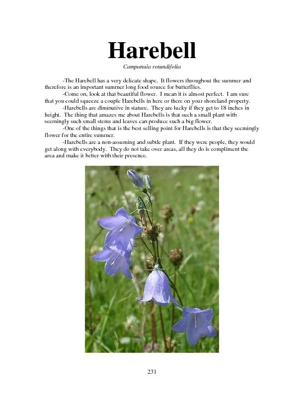 Harebell Campanula rotundifolia  -The Harebell has a very delicate sha