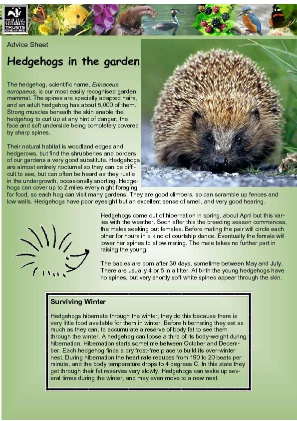 Advice Sheet Hedgehogs in the garden The hedgehog, scientific name, ,