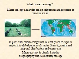 What is macroecology?
