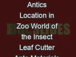 Ant Antics Cincinnati Zoo  Botanical Garden Self Guided Activity Ant Antics Location in Zoo World of the Insect Leaf Cutter Ants Materials  Pencil Activity Observe the leaf cutter ant exhibi t and se