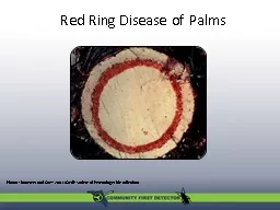Red Ring Disease of Palms