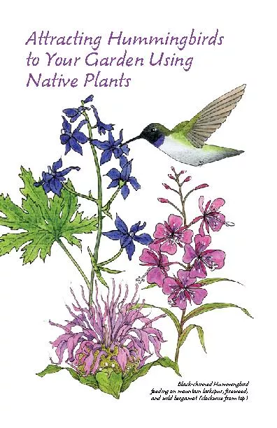 Attracting Hummingbirds to Your Garden Using Native Plantsfeeding on m