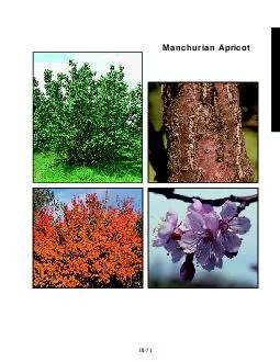 Manchurian Apricot slide c  slide d  slide b  III  Manchurian Apricot Prunus armeniaca var
