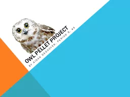 Owl Pellet project