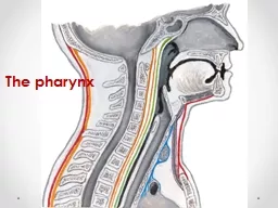 The pharynx