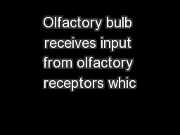 Olfactory bulb receives input from olfactory receptors whic