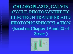CHLOROPLASTS, CALVIN CYCLE, PHOTOSYNTHETIC ELECTRON TRANSFE