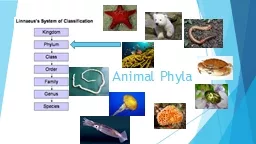 Animal Phyla