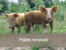 Piglets template