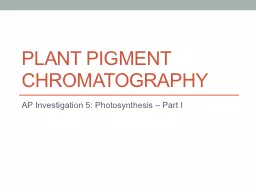 Plant Pigment Chromatography