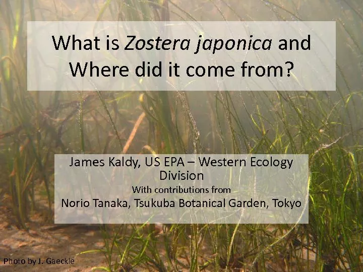What is Zostera japonica and Where did it come from?