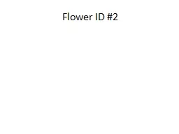 Flower ID #2