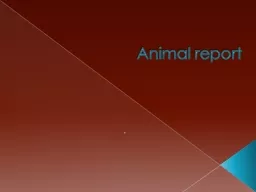 Animal report