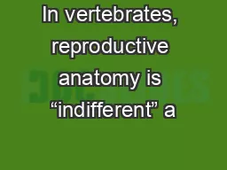 In vertebrates, reproductive anatomy is “indifferent” a