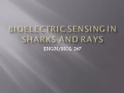 Bioelectric Sensing in Sharks and Rays