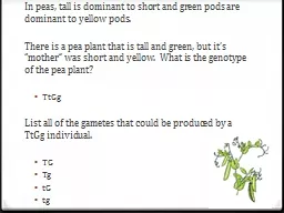 In peas, tall is dominant to short and green pods are domin