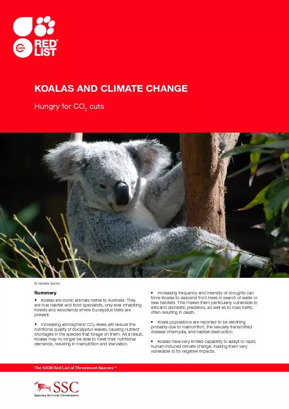 •	KoalasareiconicanimalsnativetoAustralia.They