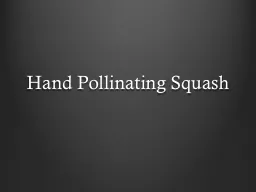 Hand Pollinating Squash