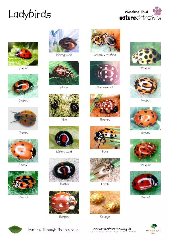 PDF- thumbnail